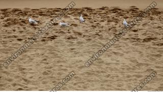 sand beach 0001